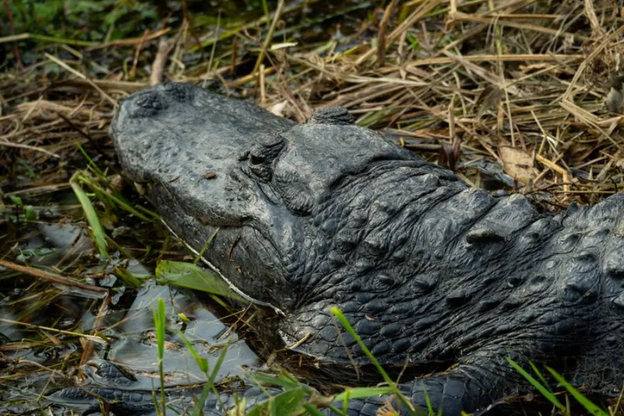 Alligators, Everglades