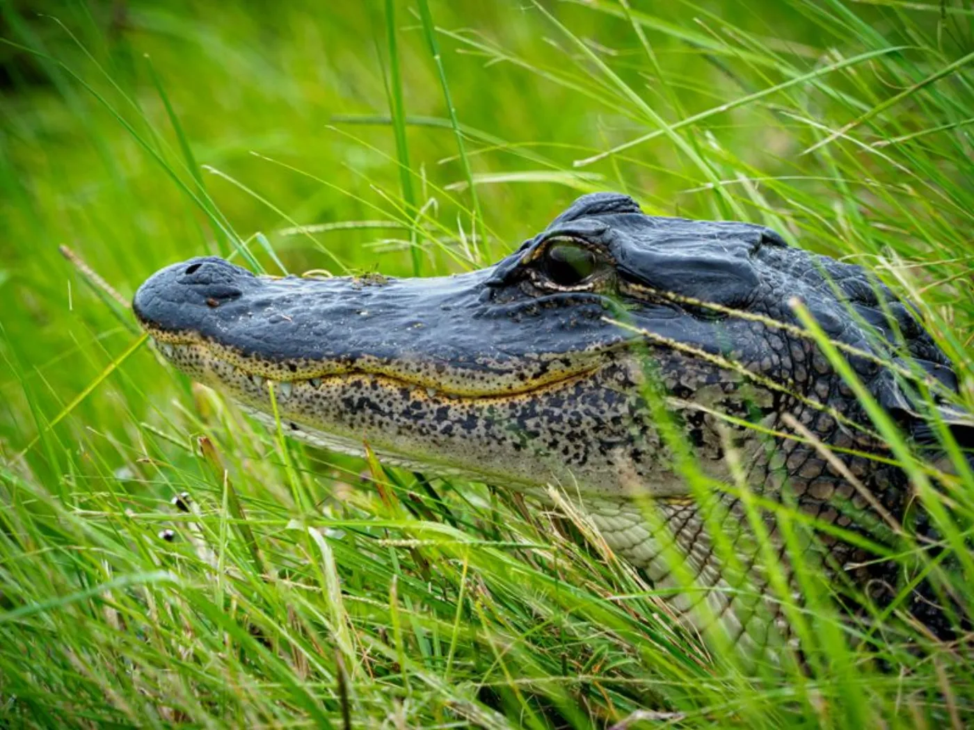 Everglades