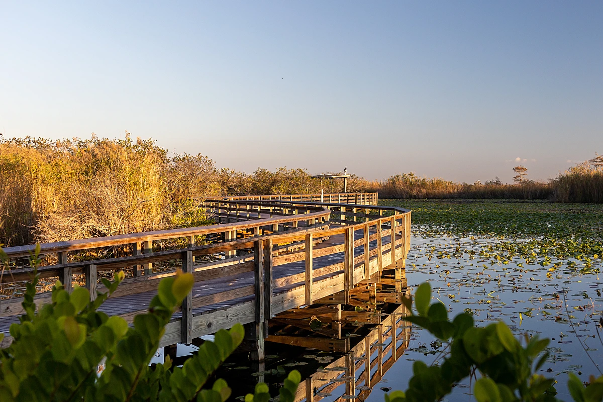 Anhinga Trail and wildlife, Everglades