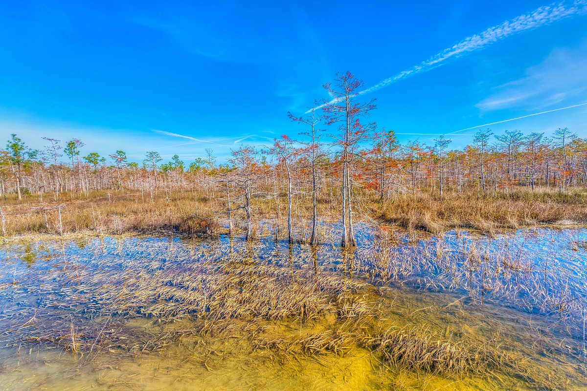 The sawgrass sea of the Everglades, the River of Grass.