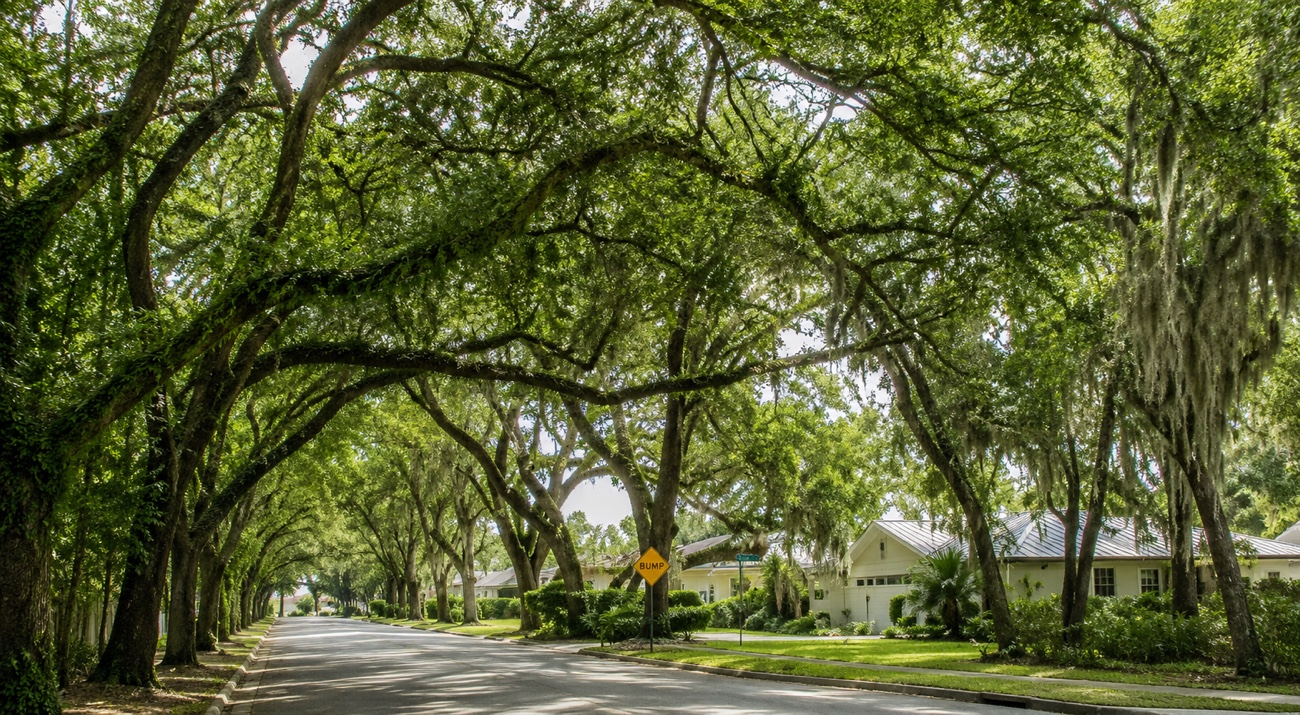 Back then, 1991: the street in St. Augustine arched over by oaks and Spanish moss