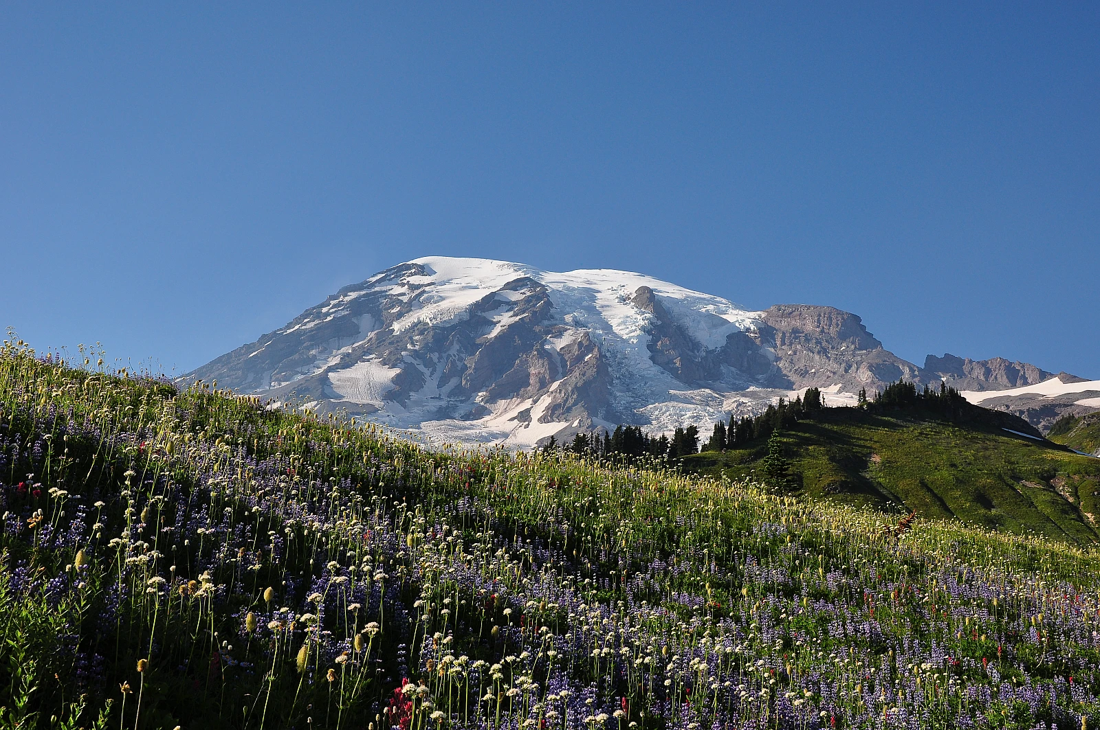 Paradise, Mount Rainier