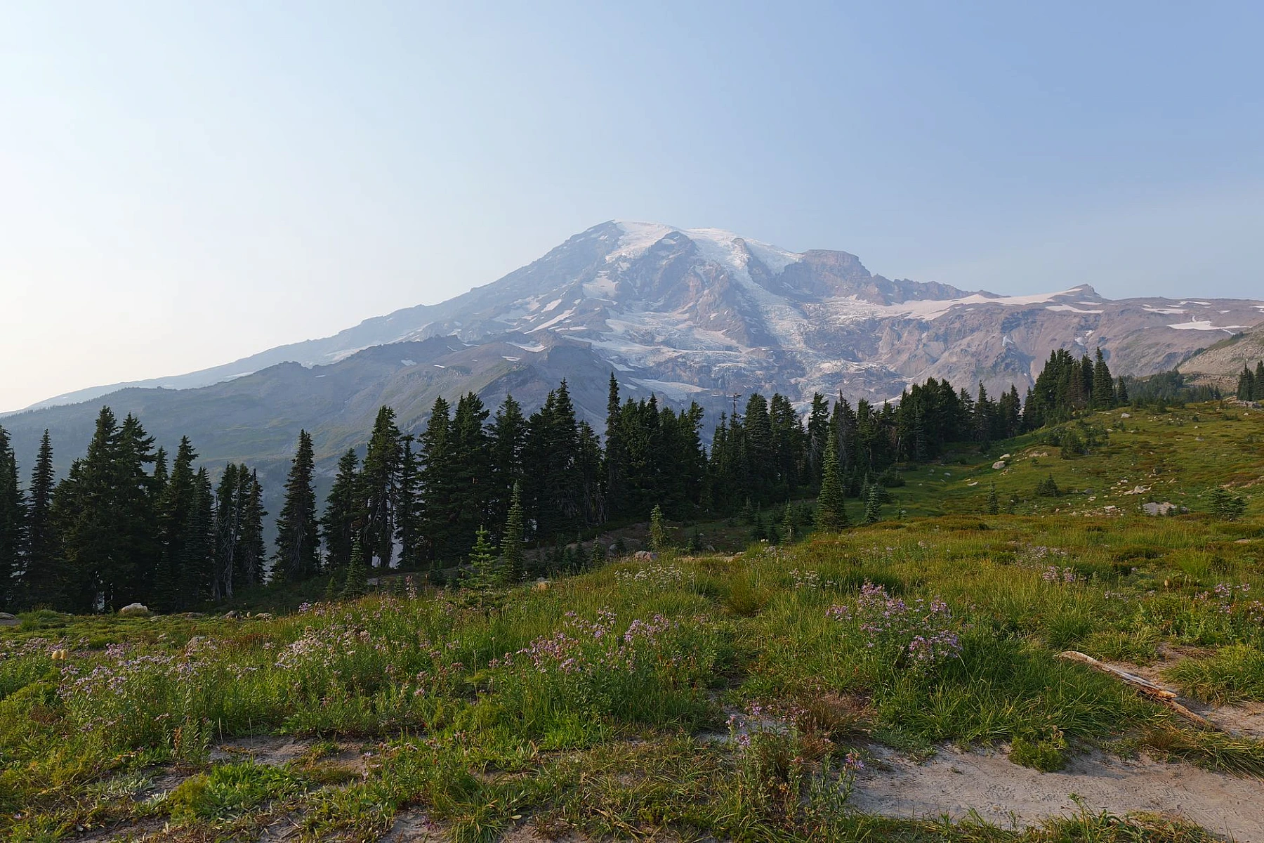 Mount Rainier above blooming mountain meadows.