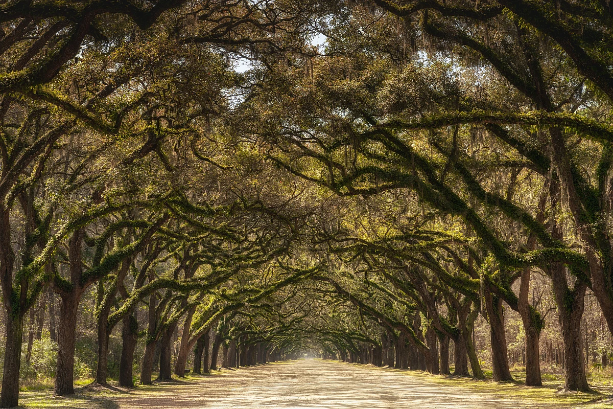 Ancient oaks full of Spanish moss, that is Savannah.